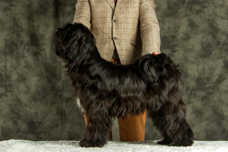 Тибетский терьер