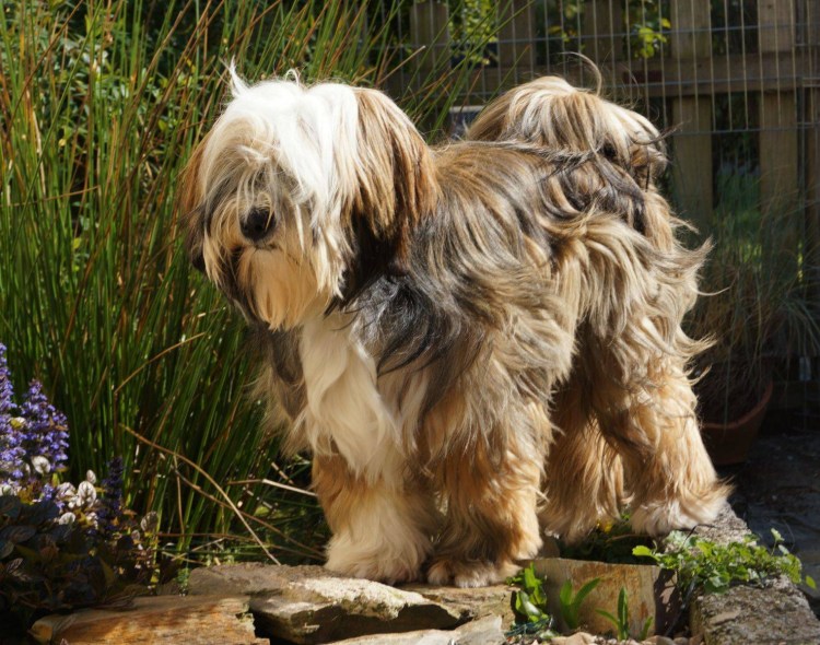 Тибетский терьер стрижка