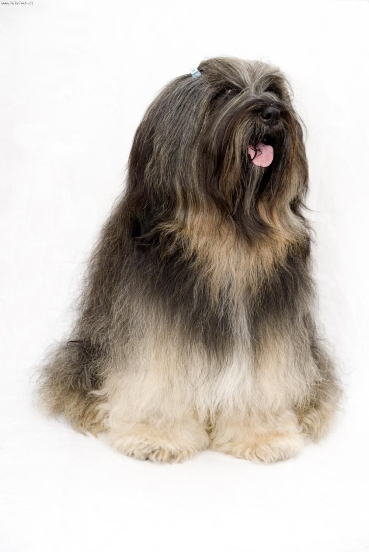 Тибетский терьер Королев