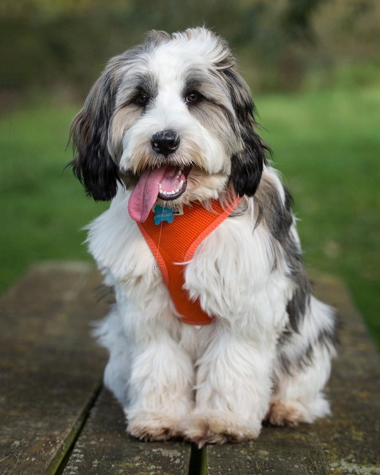 Тибетский терьер