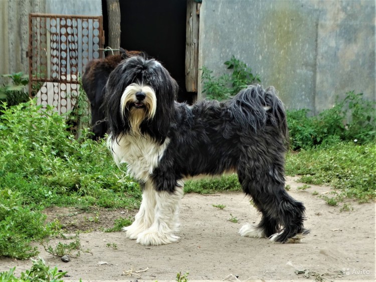 Тибетский терьер подстриженный