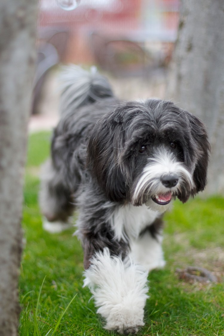 Тибетский терьер волкодав