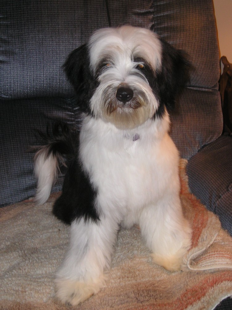 Тибетский терьер рыжий