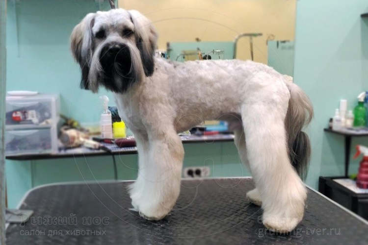 Тибетский терьер подстриженный