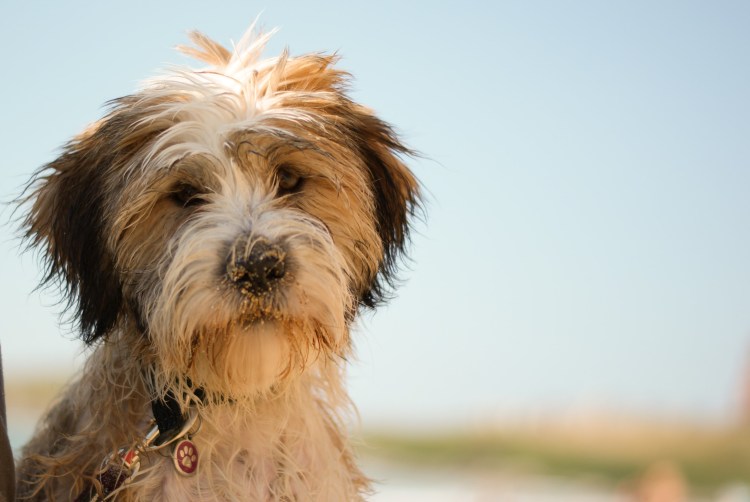 Тибетский терьер