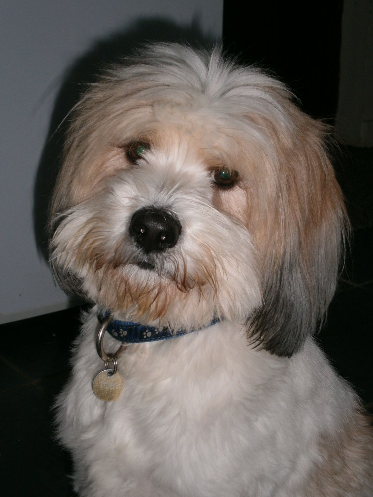 Тибетский терьер