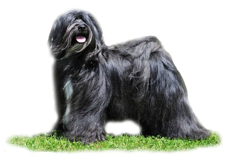 Тибетский терьер белый