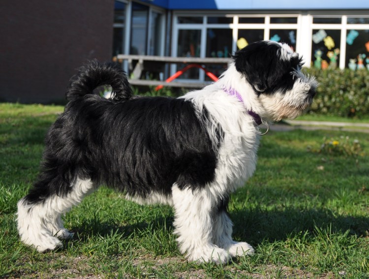 Тибетский терьер стандарт