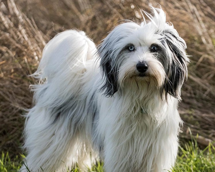 Тибетский терьер вектор