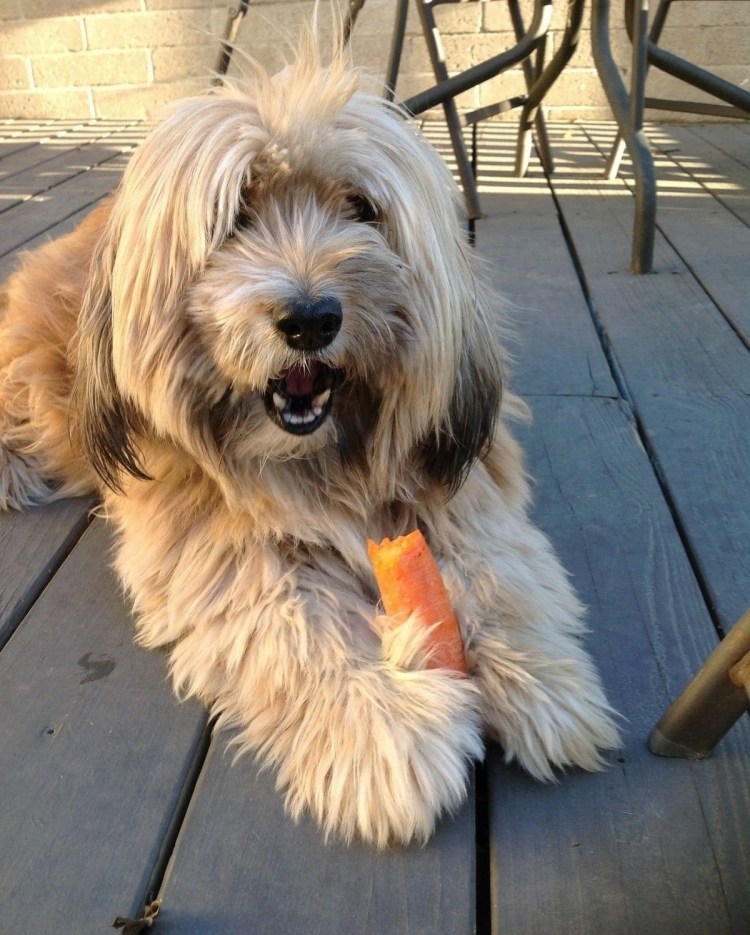 Карликовый тибетский терьер