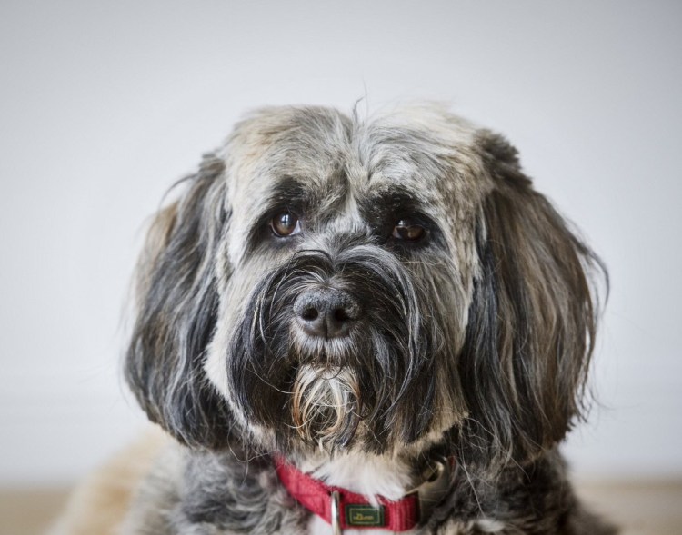 Тибетский терьер