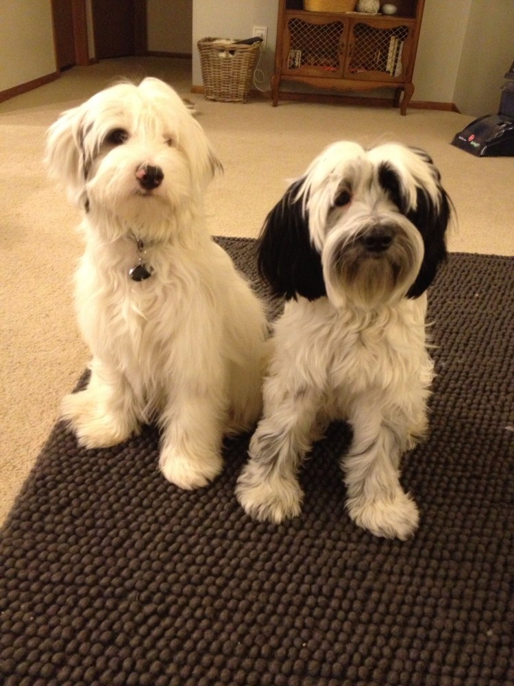 Индийский терьер