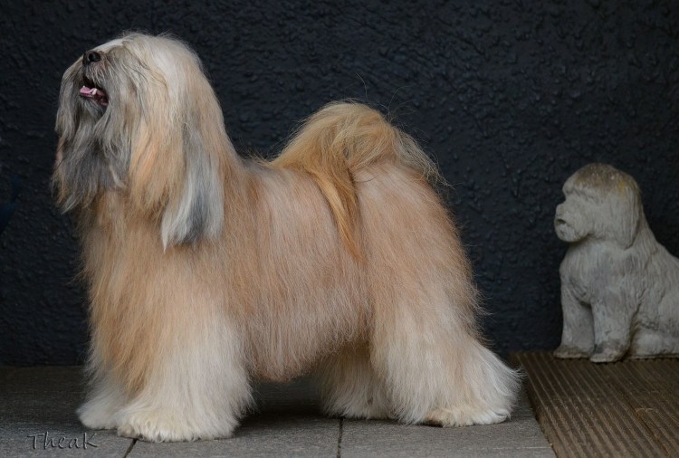 Тибетский терьер