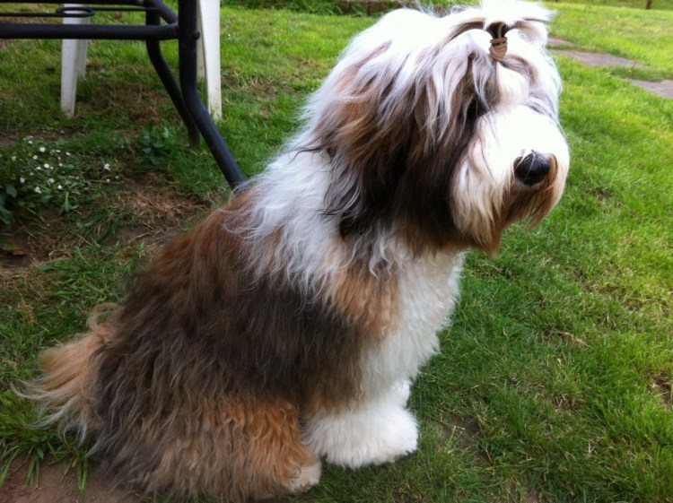 Тибетский терьер рыжий