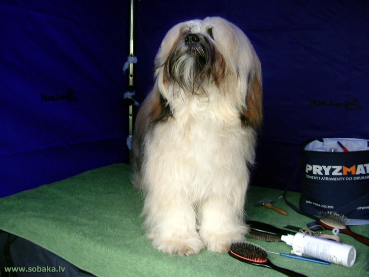 Тибетский терьер стрижка