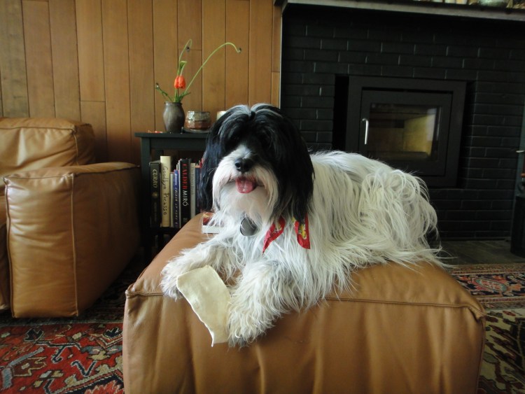 Тибетский терьер с болонкой