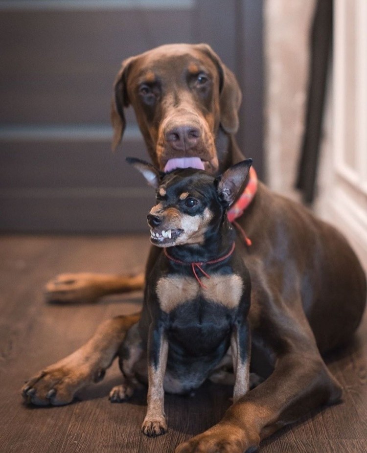Метис лабрадора и добермана