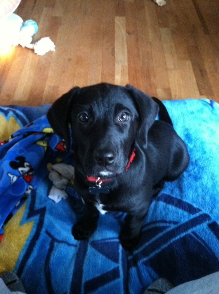 Доберман и лабрадор