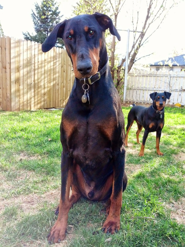 Метис лабрадора и добермана