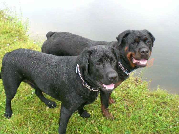 Метис РПБ И добермана