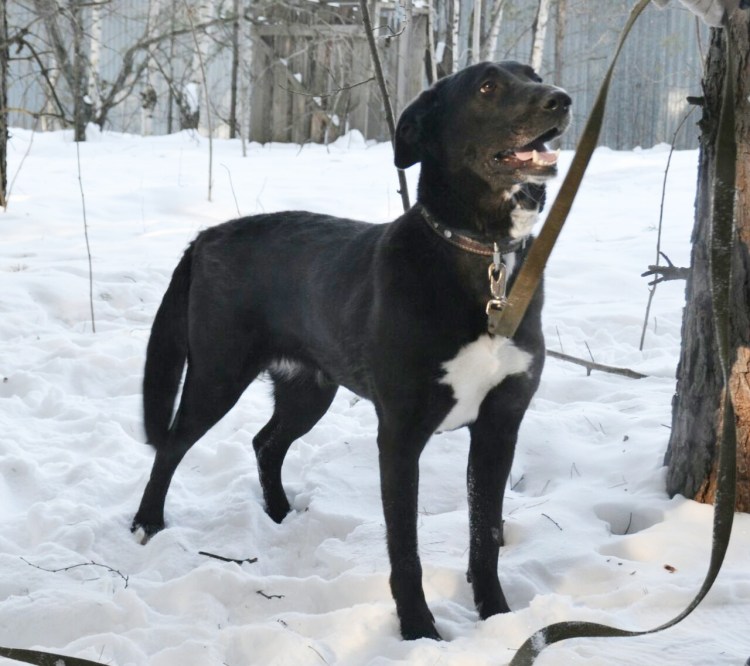 Лабрадор и Стаффорд