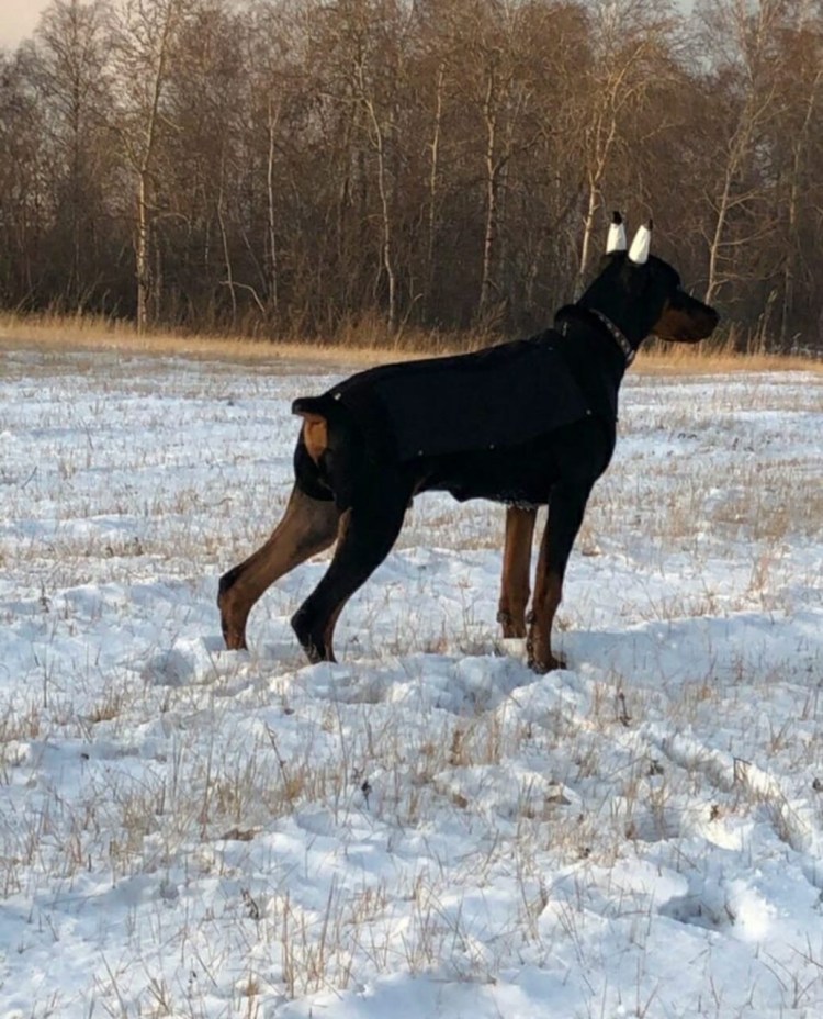 Метис ротвейлера и лабрадора