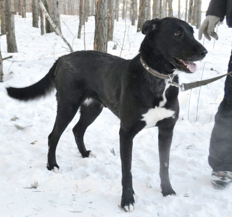 Смесь алабая и добермана