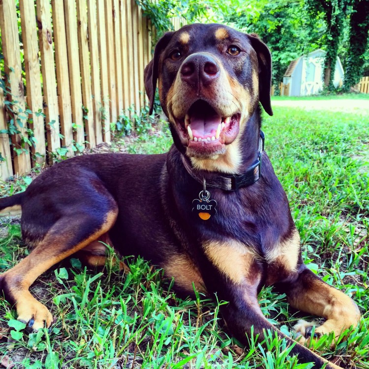 Лабрадор ретривер и Доберман