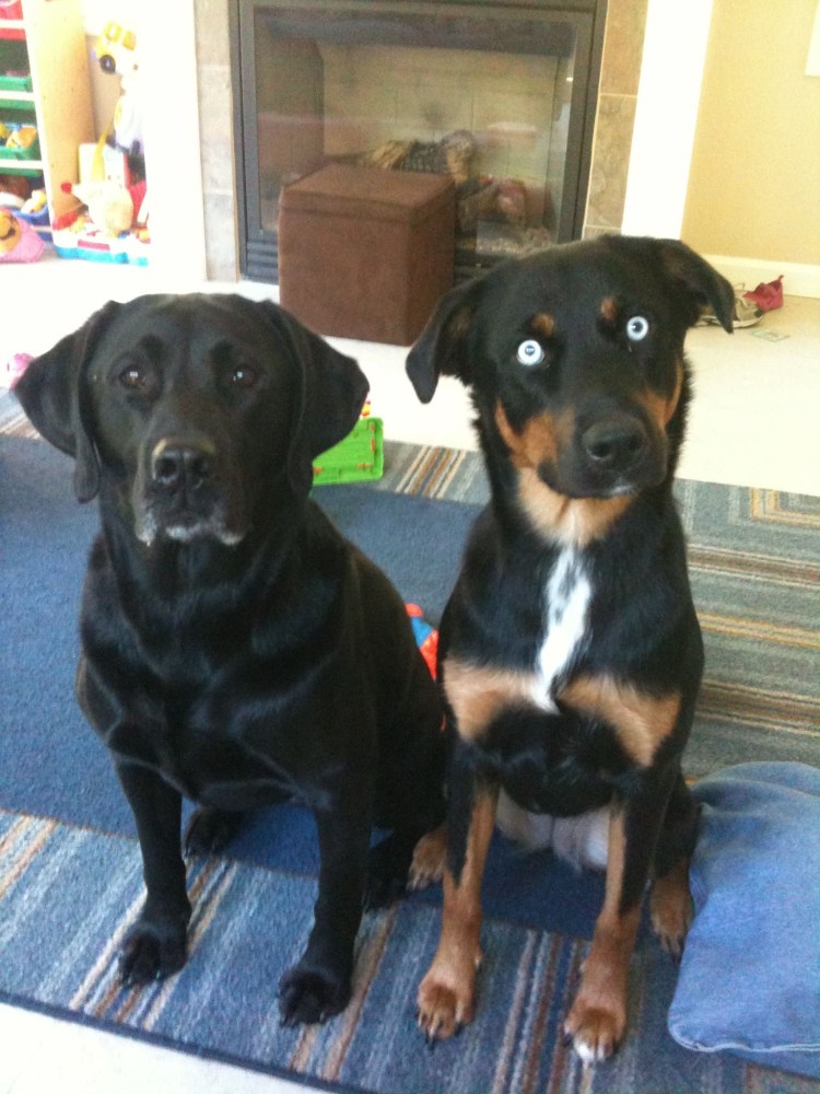 Веймаранер Доберман метис