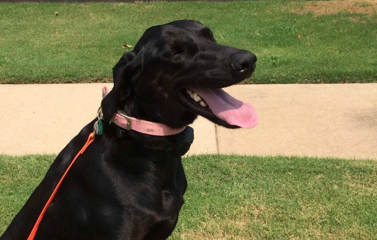 Метис лабрадора и волка