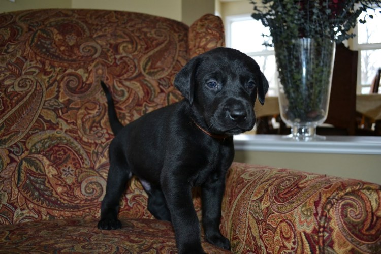 Ягдтерьер и Доберман