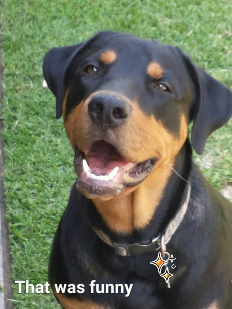 Порода собак лабрадор Доберман боксëр метис