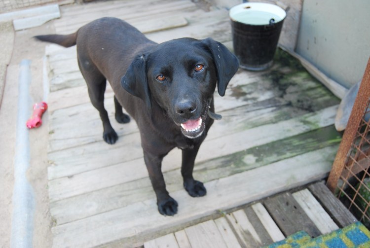 Шанти собака фото