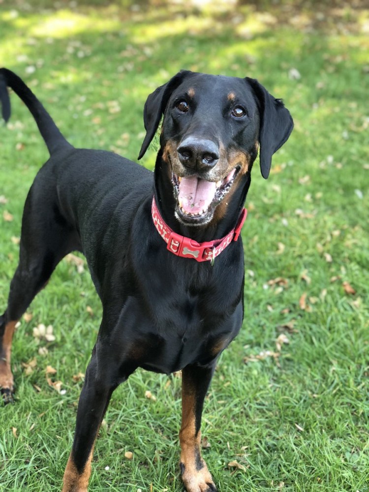 Питбуль и лабрадор