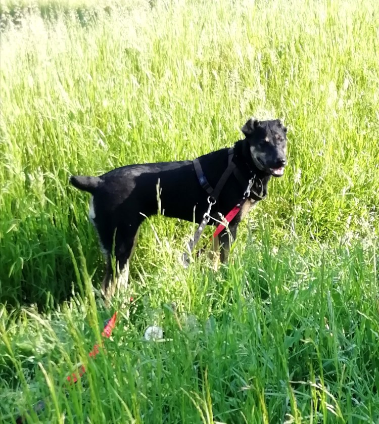 Метис курцхаара и лабрадора