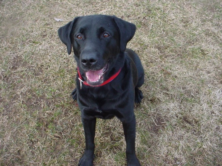 Доберман и лабрадор