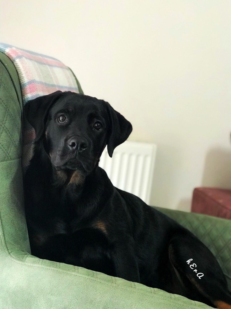 Лабрадор ротвейлер черный