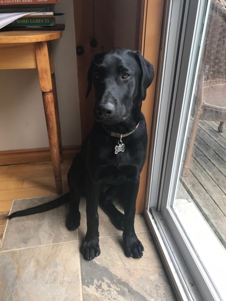 Доберман и лабрадор