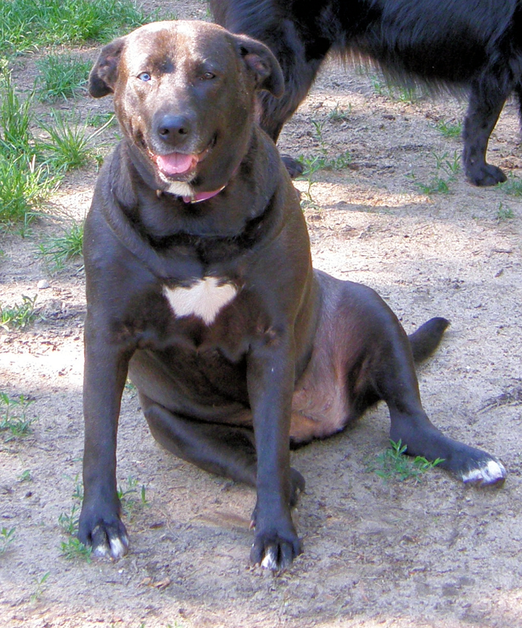 Лабрадор ротвейлер черный