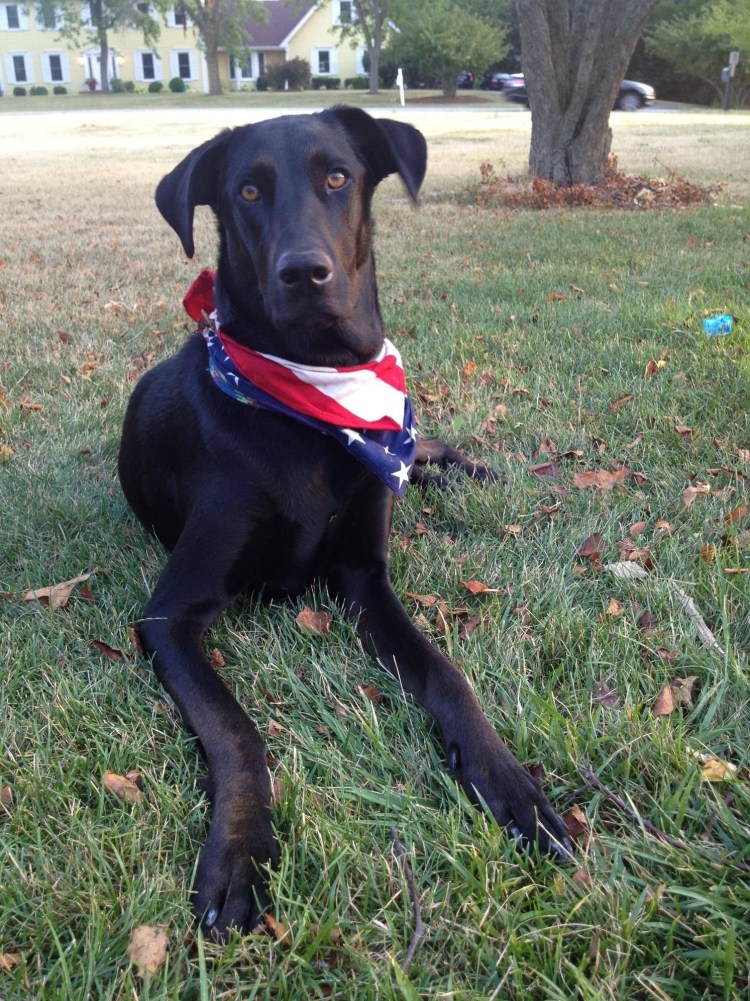 Метис лабрадора и добермана