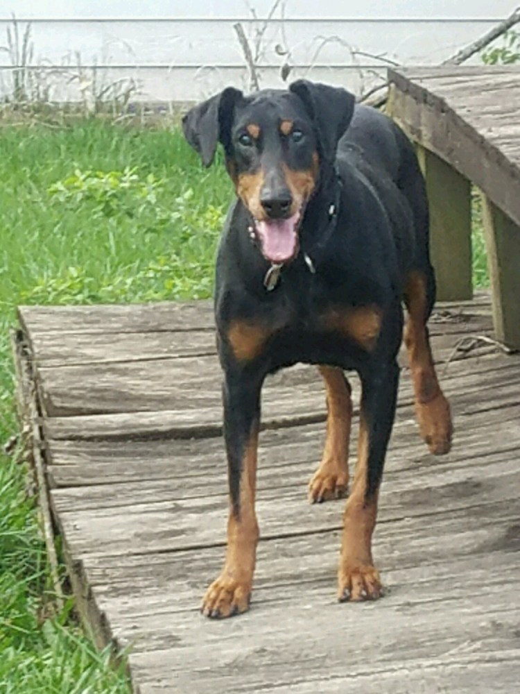 Метис добермана и Кане Корсо