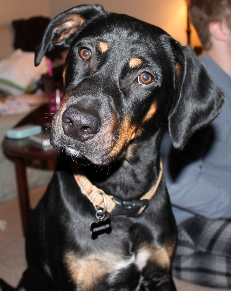 Помесь добермана и лабрадора