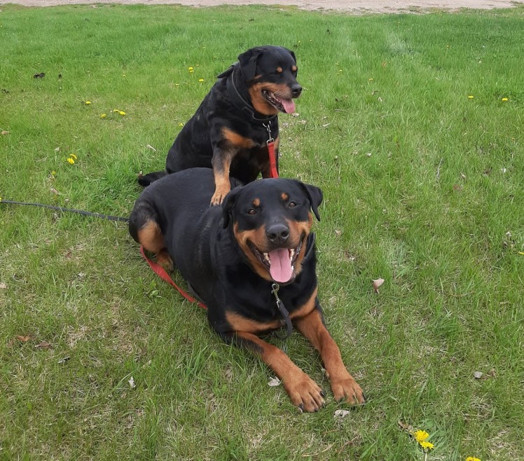 Помесь лабрадора и ротвейлера