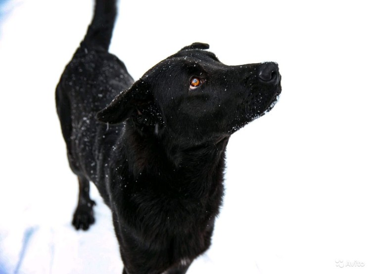 Метис ротвейлера и лабрадора