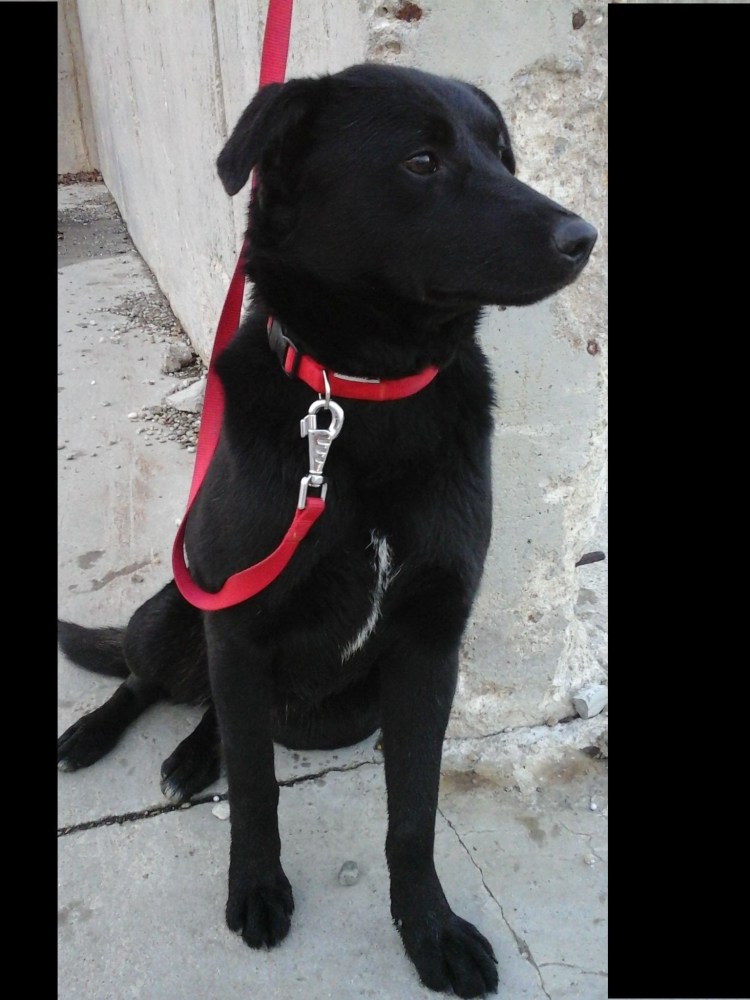 3 Хаски и лабрадор