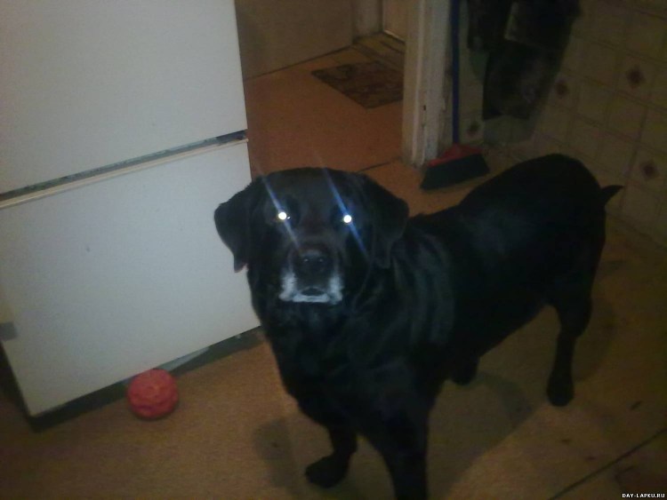 Метис лабрадора и добермана