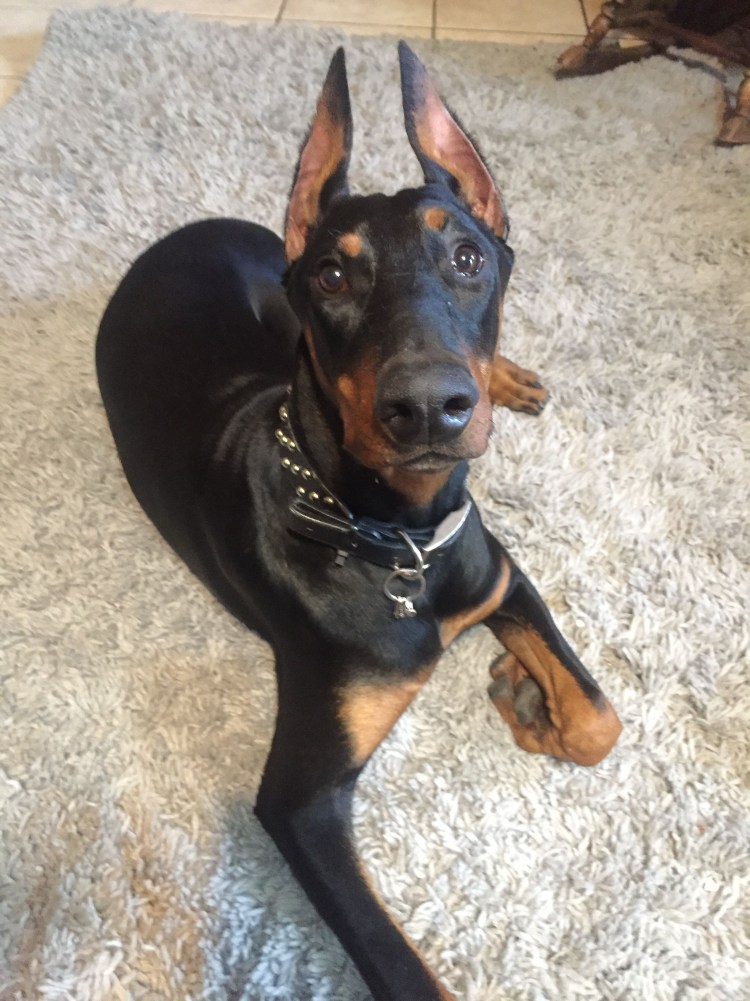 Веймаранер и лабрадор метис