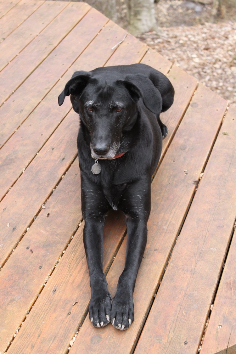 Метис ротвейлера и лабрадора