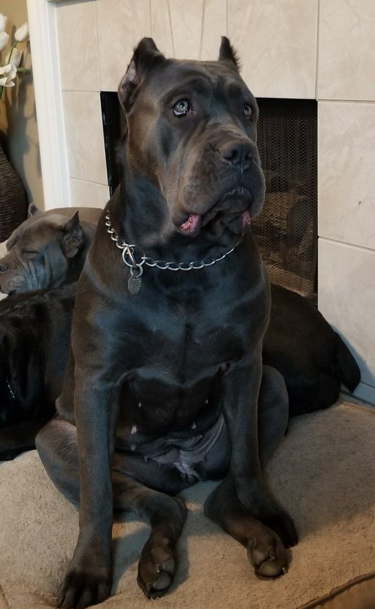 Смесь лабрадора и добермана