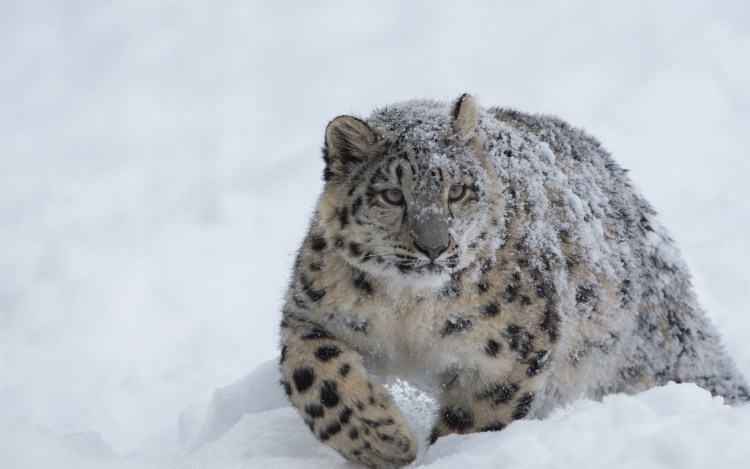 Гепард леопард снежный Барс